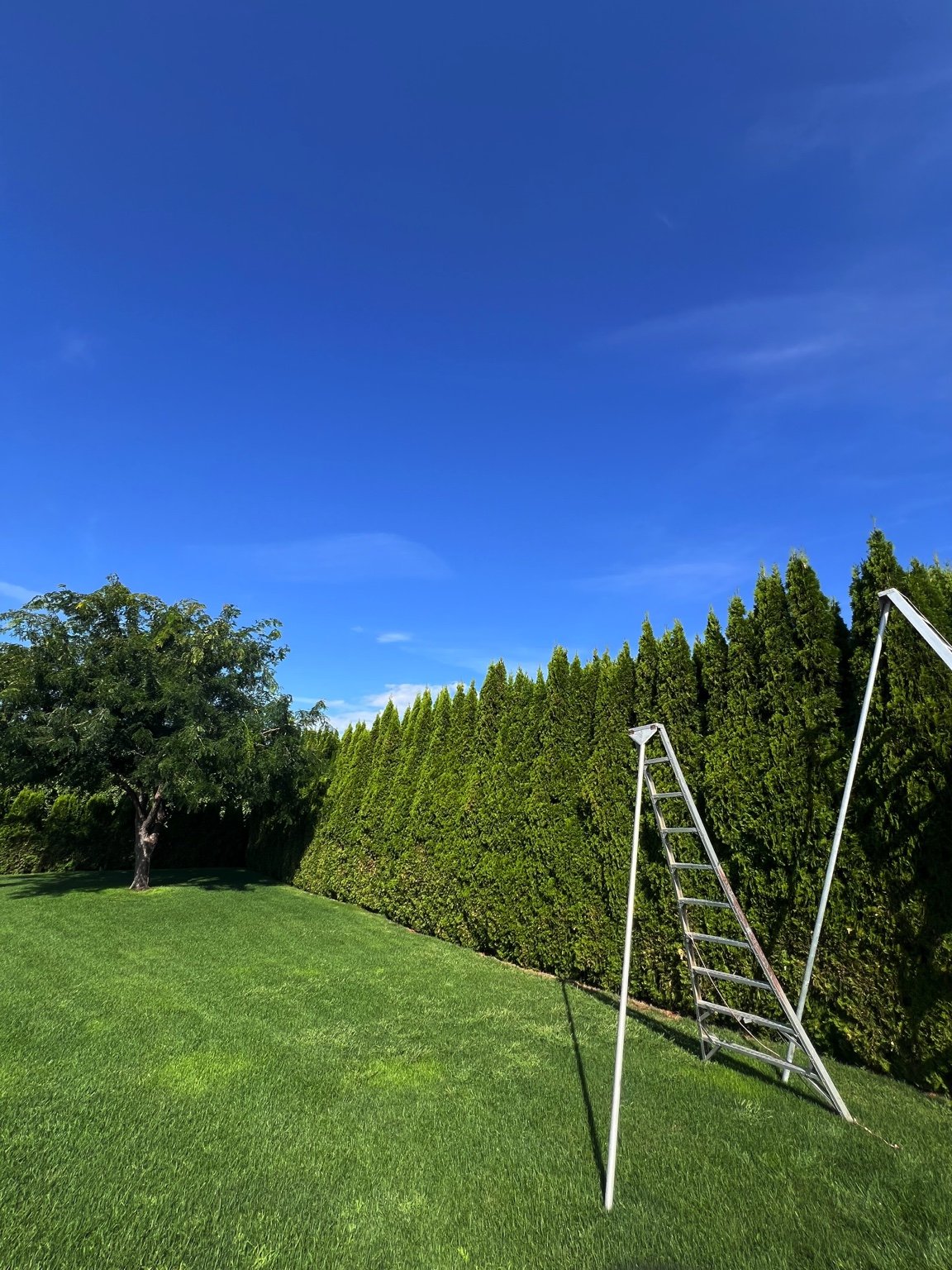 Precision hedge trimming and lawn maintenance