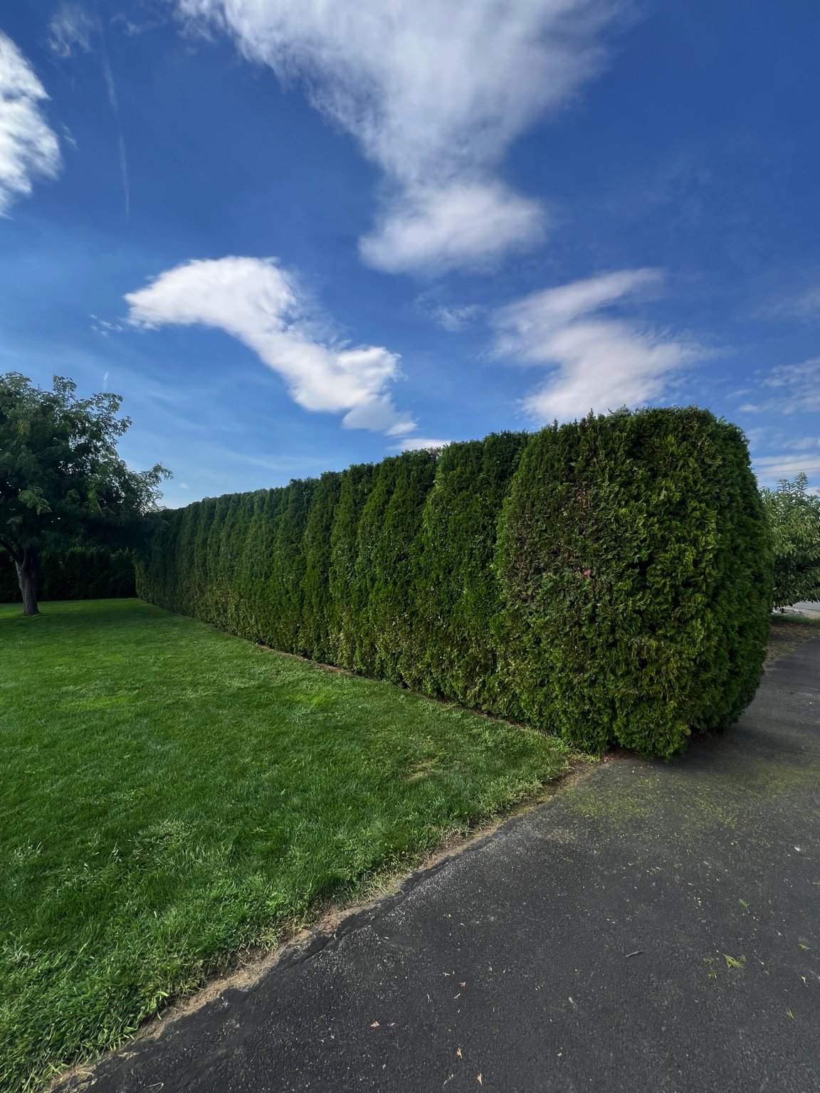 Perfectly manicured hedge walls